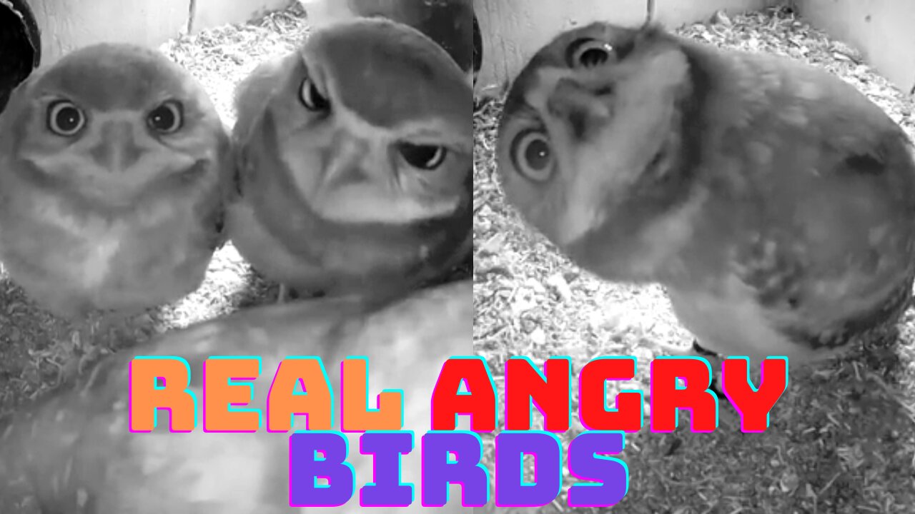 Cute birds or Angry Bird ?
