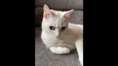 Funny Animals