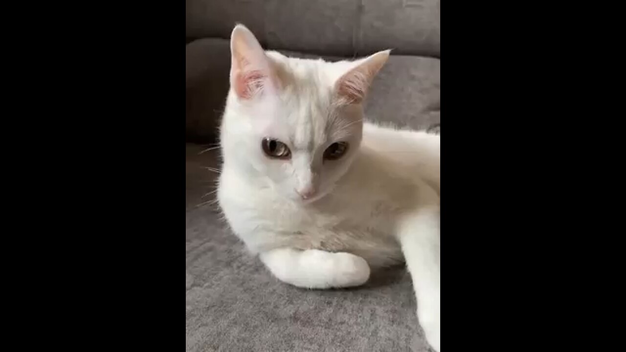 Funny Animals