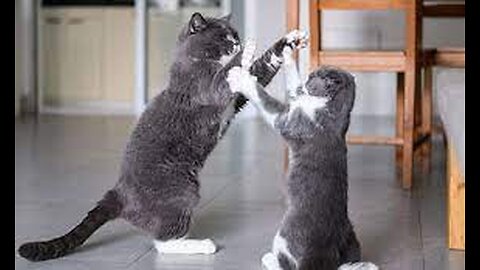 Cats Fighting and Meowing - These Two are Bloody Brothers | Viral Cat