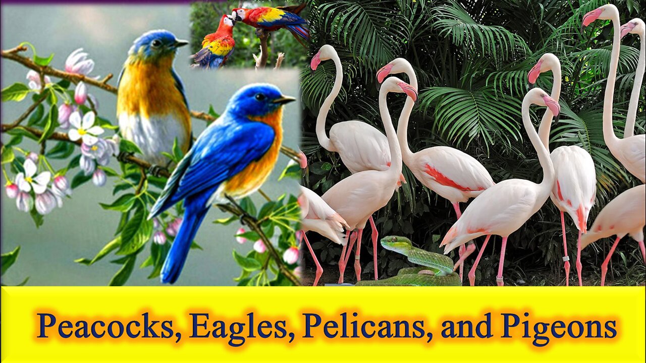 "Majestic Birds of the Sky: A Wild Documentary featuring Peacocks, Eagles, Pelicans, and Pigeons" Natural Beauty