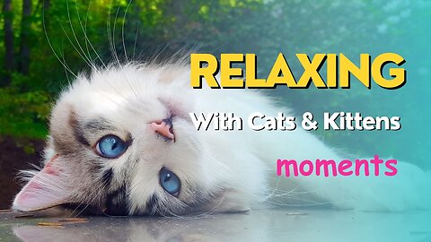 Relaxing with cats & kittens heartwarming moments help you easy get to sleep
