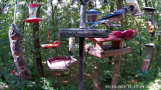 Baltimore Oriole and Scarlet Tanager fight over jelly feeder