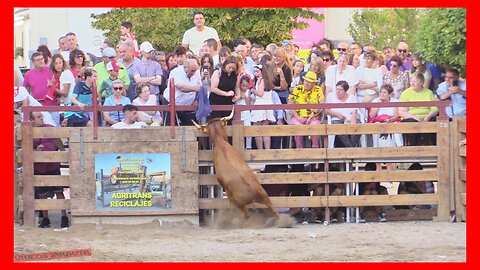 BARILLAS ( NAVARRA ) TARDE VACAS EN PLAZA ( SABADO 5 AGOSTO 2023 ) GANAD.ARRIAZU