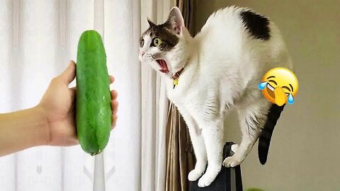 Best Funny Animal Videos 🤣Part #70