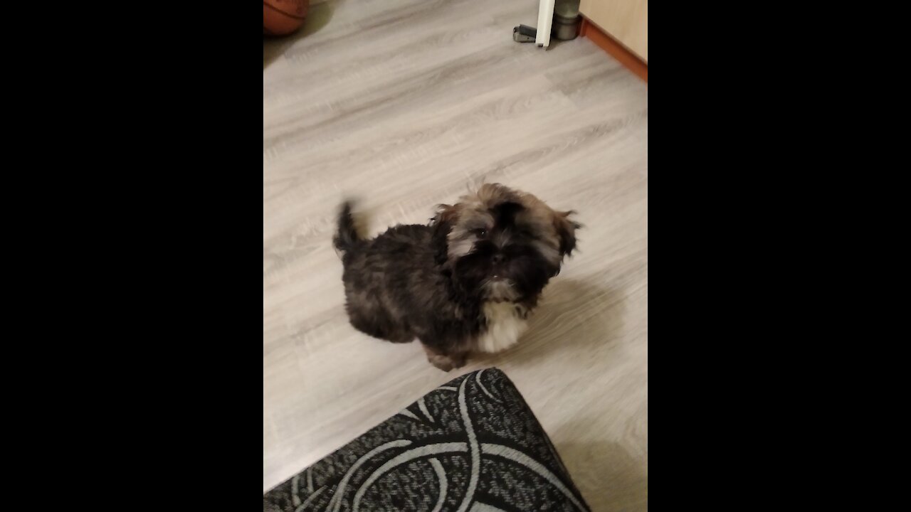 Maci little dog