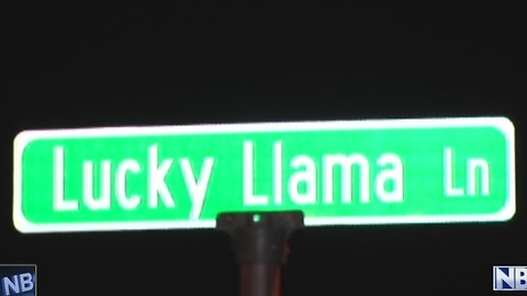 Lucky Llama NYE