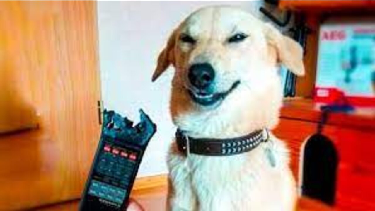 Funniest 🐶 Dogs and 😻 Cats - Awesome Funny Animals Videos 😇