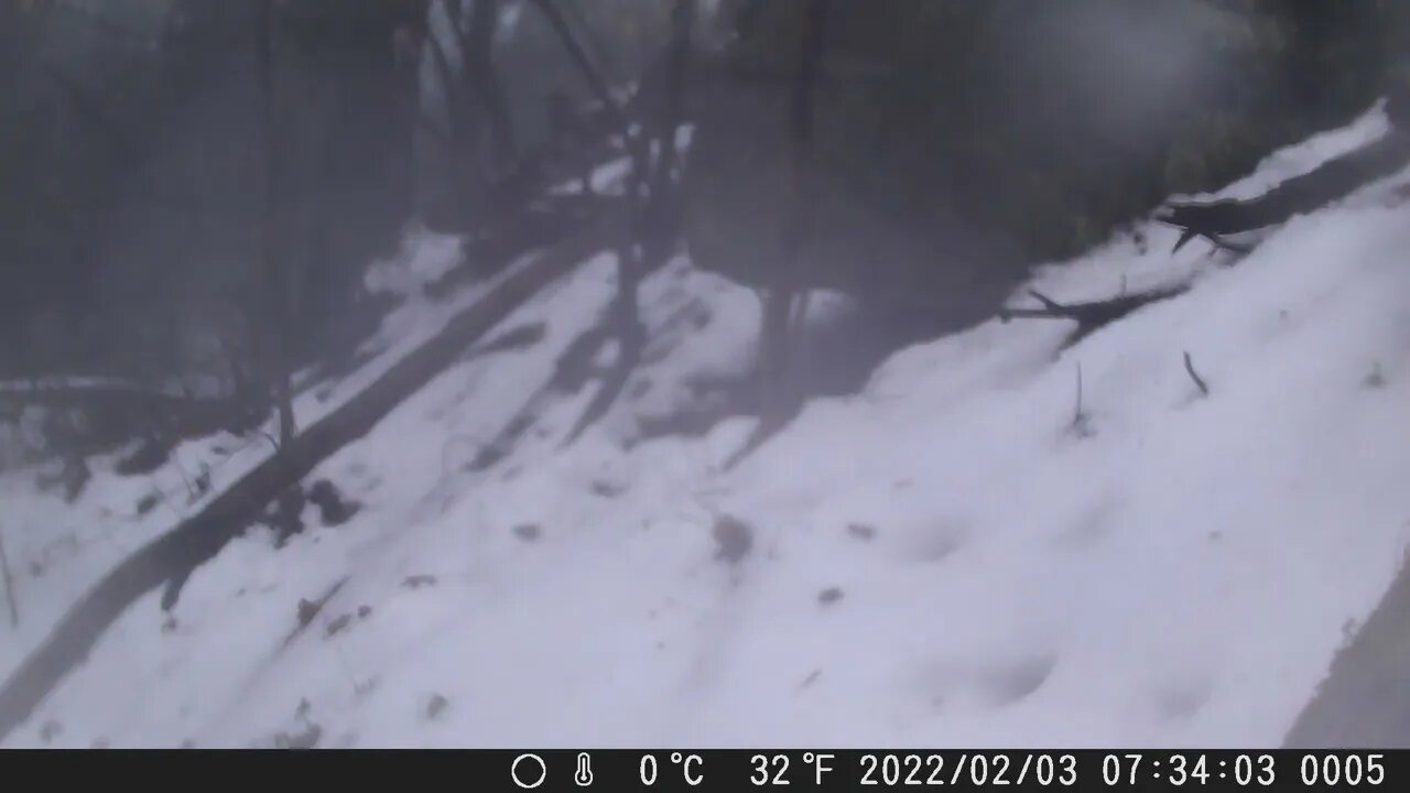 Coyote near fox den 2-2-2022