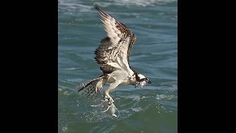 See how Eagle Catches A Fish