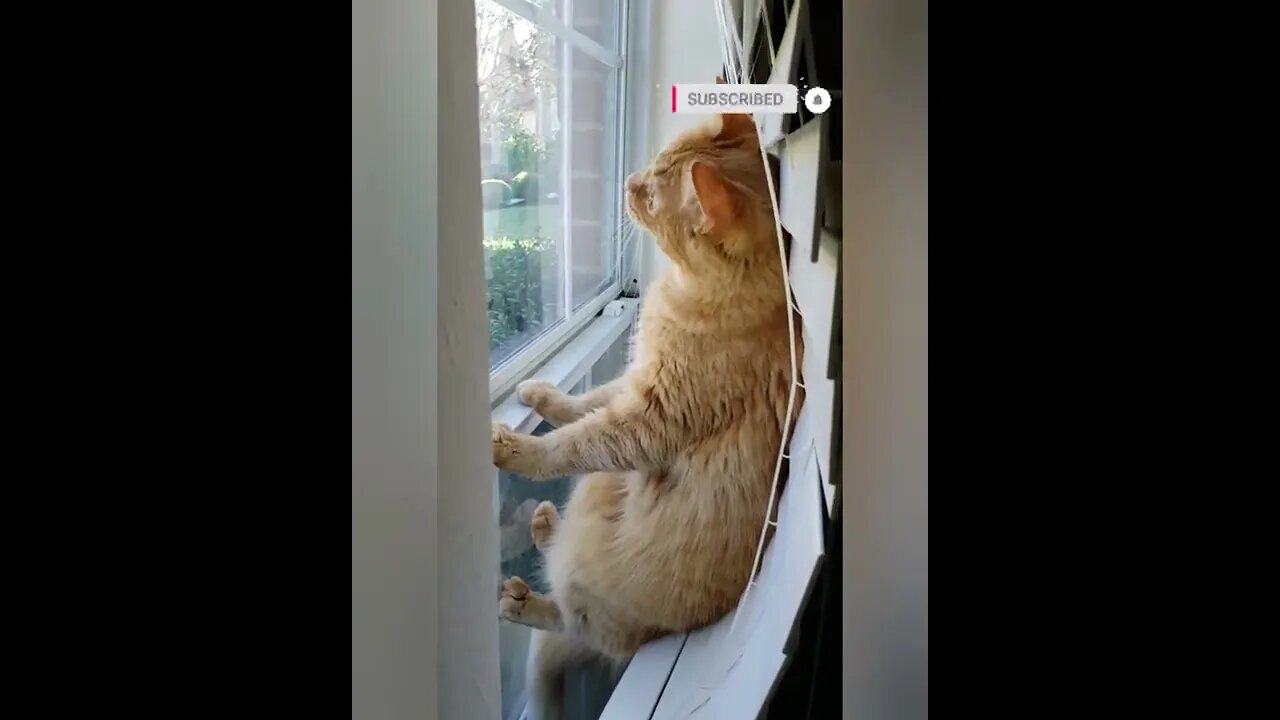 funny cat videos | cute cat videos| cute animals funny cats #shorts #shortsfunny #cutecat #funnycat