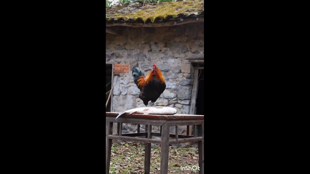 chanticleer talent