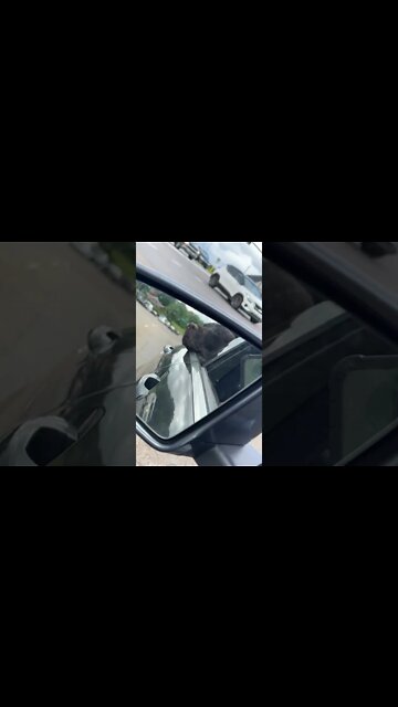 Hope Sully has a nice day #Labrador #Shorts