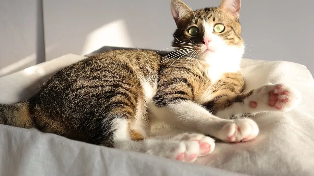 Cat Does not Want to Wear His Pirate Hat