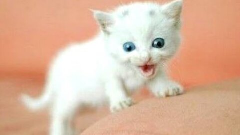 Funny animals - Funny cats - dogs - Funny animal videos