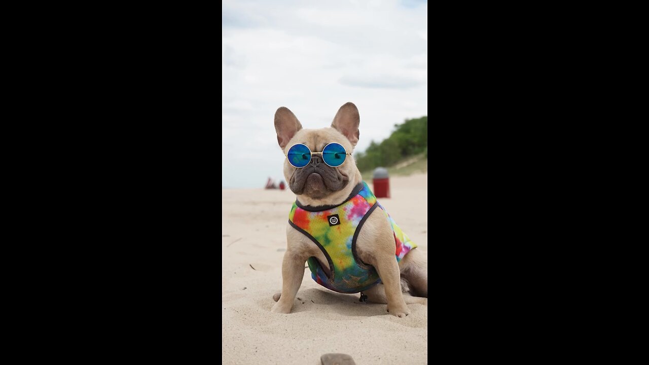 The Many Faces Of A Frenchie | Mochi The French Bulldog