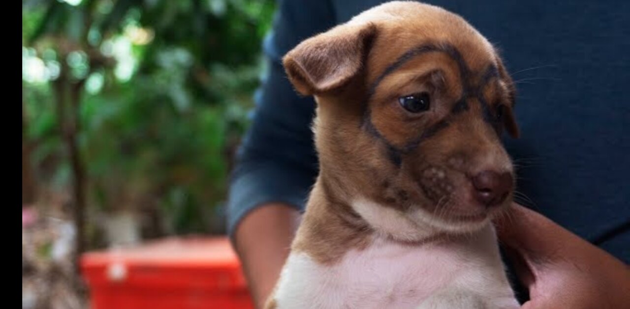 Funniest Animals 🐧 - Best Funny Dogs 2020