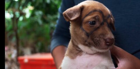 Funniest Animals 🐧 - Best Funny Dogs 2020