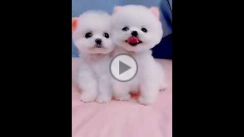 Funny Dogs Moment #shorts
