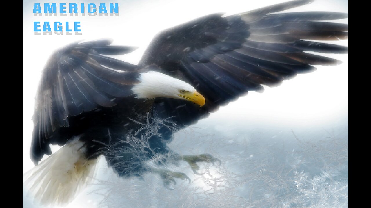 American Eagle - National Geographic Documentary