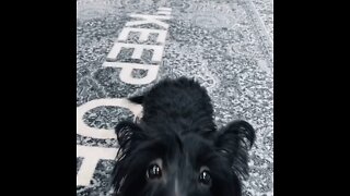 Bella Scottish terrier