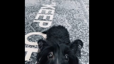 Bella Scottish terrier