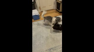 My two dogs having fun