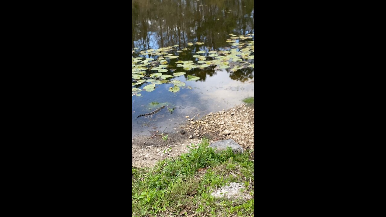 Came across a couple of gators on the golf course today ⛳️🌴