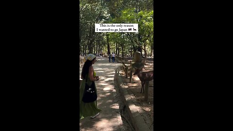 "Japan Nara Deers Are The Most Coolest Thing Follow For More Videos Have Virelreels Growaccount"..!!