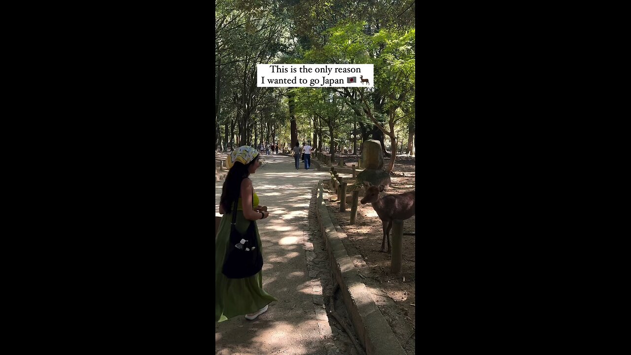 "Japan Nara Deers Are The Most Coolest Thing Follow For More Videos Have Virelreels Growaccount"..!!