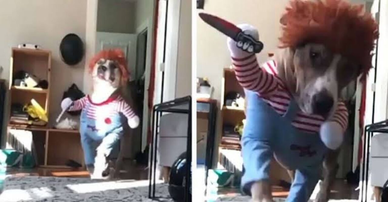 try not to laugh with funny dogs