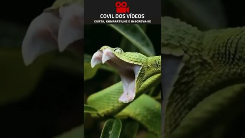 cobra bocejando