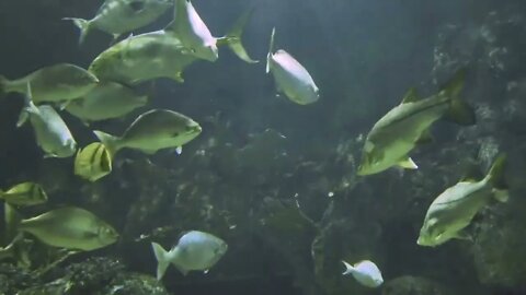 fish swiming in a large aquarium