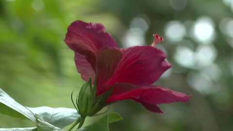 Spooky fall activities to enjoy at the Buffalo and Erie County Botanical Gardens