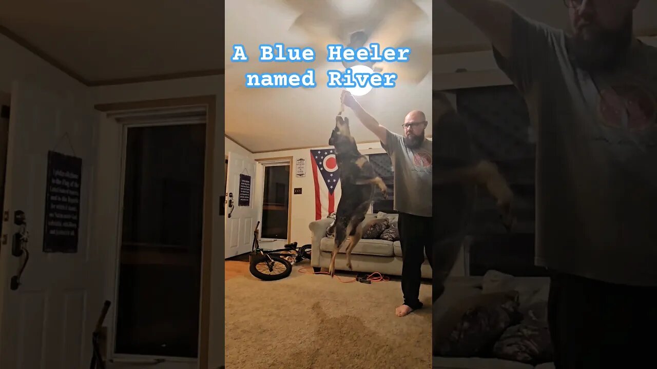 A Blue Heeler named River. #youtube #dogs #blueheeler #tommacdonald #clownworld #shortsvideo #funny