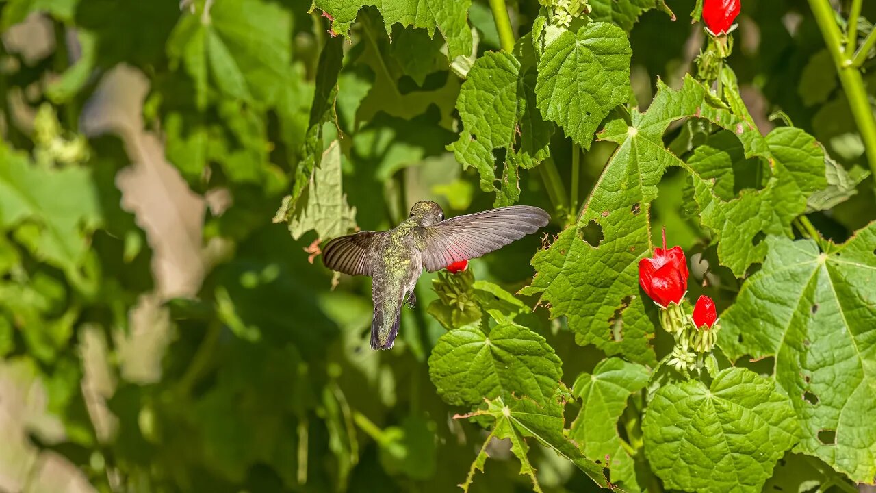 Blackchin on Turk's Cap, Sony A1/Sony Alpha1, 4k