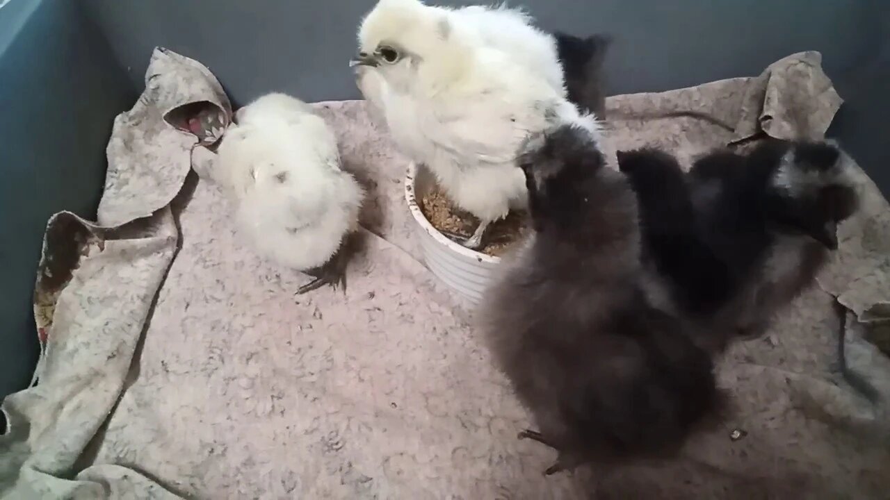 Silkie Chicks, 7 and 8 days old. 14/06/2020 ( Video 4 )