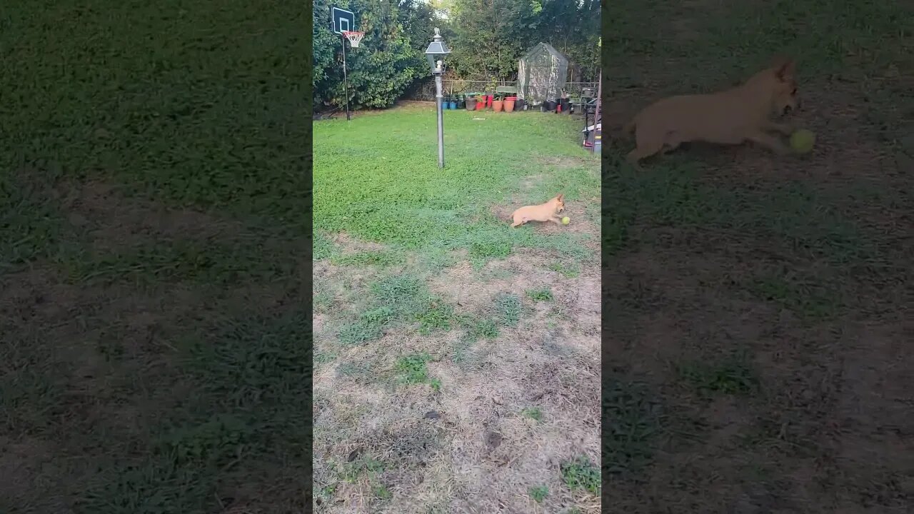 PLAYING FETCH #veteran #puppy #therapy