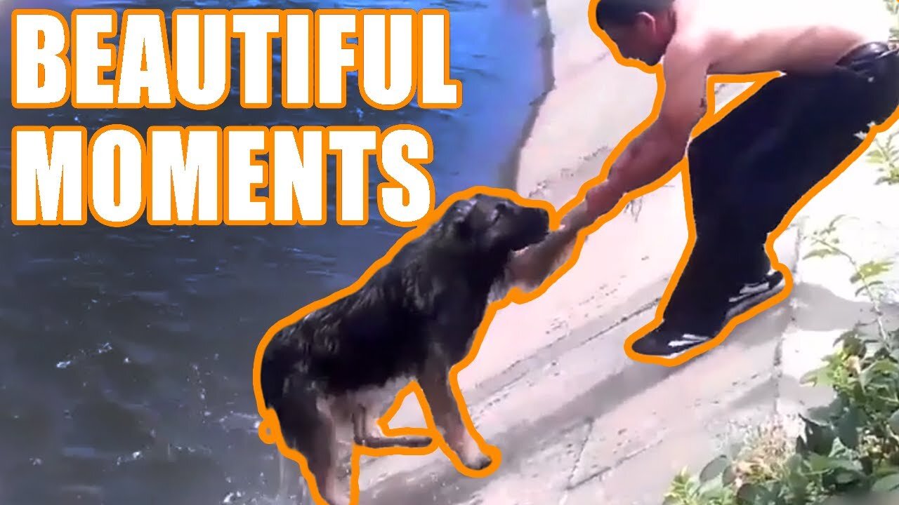 Beautiful Moments Animals Were Rescued