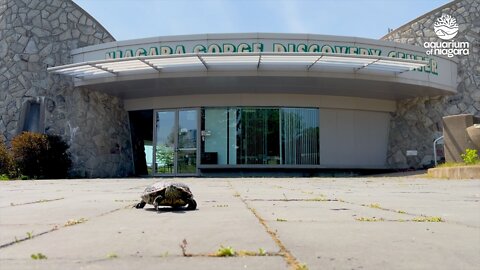Expansion project underway at the Aquarium of Niagara
