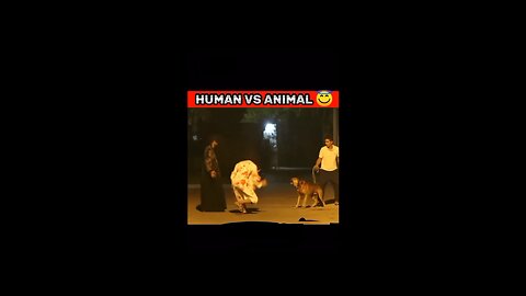 Human animals comedy