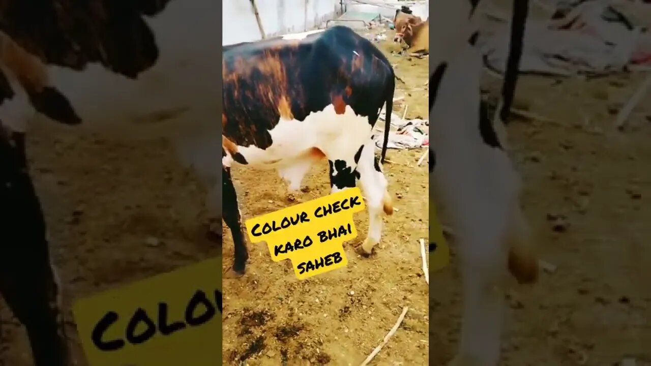 Coloured Cow 2022 - ‎#AisAll #Subscribe, #Like, #Comment & #Share my #YouTubeChannel #AisAll