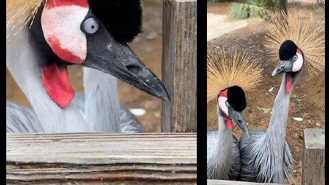 This crowned crane is as fiery as his hair