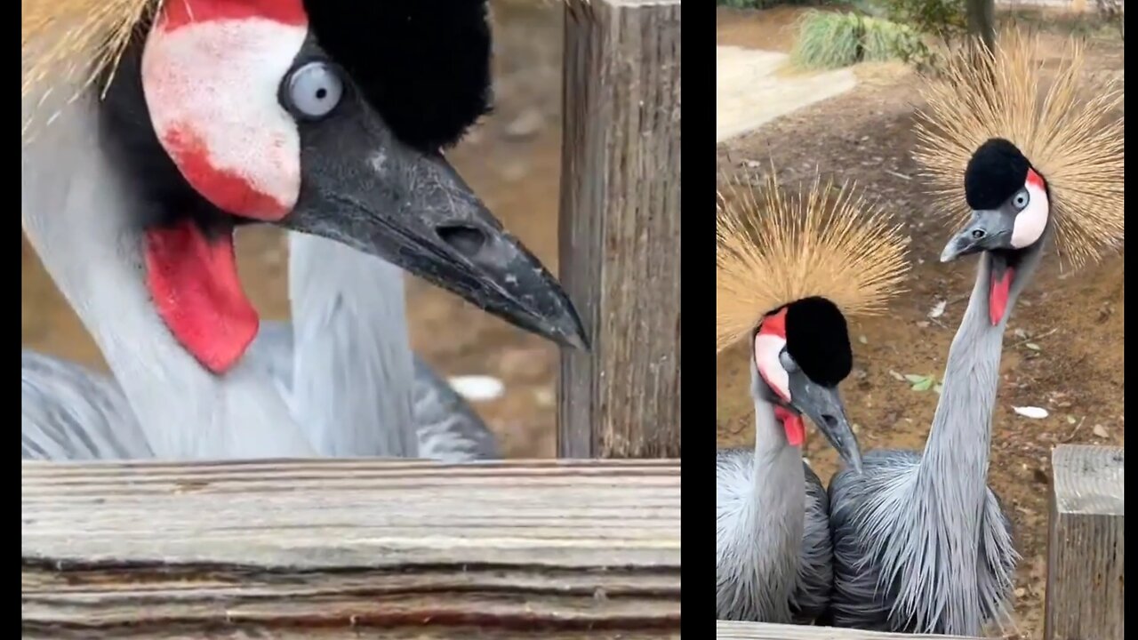 This crowned crane is as fiery as his hair