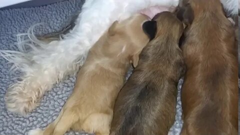 J Litter-2 weeks & a Day (1)