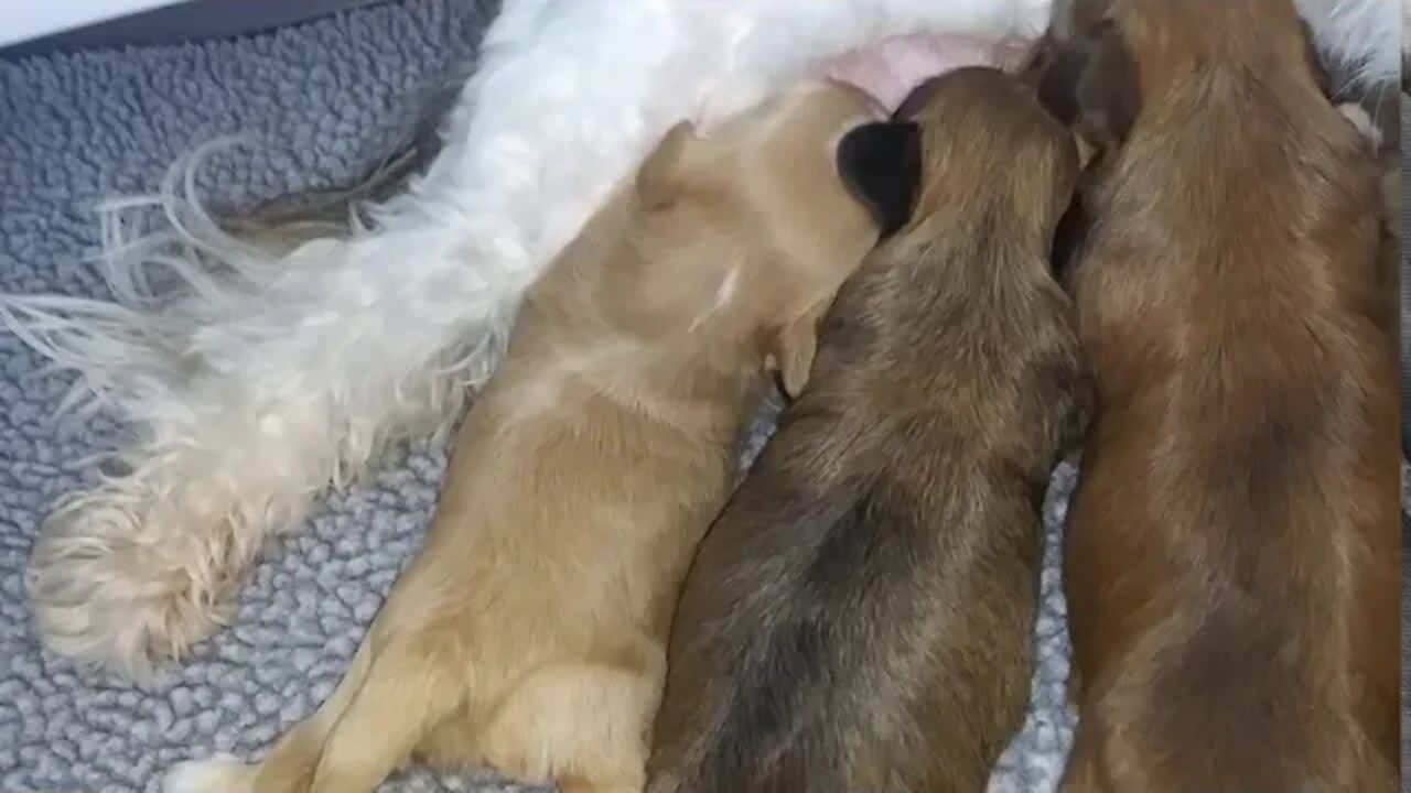 J Litter-2 weeks & a Day (1)