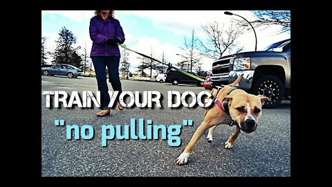 Train Your Dog to NOT PULL on Walks - Loose Leash Walking