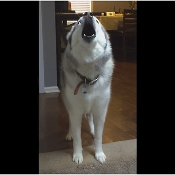 Husky Throws Hilarious Mid-Day Temper Tantrum