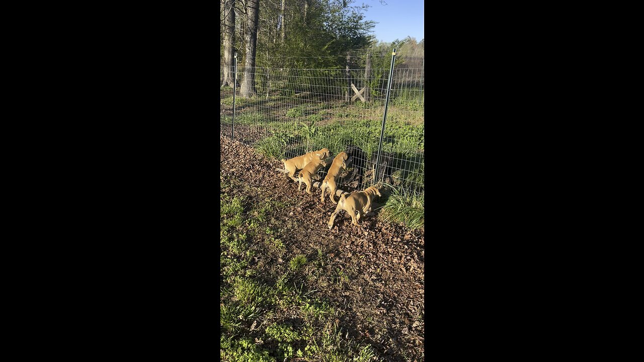 Star & her Boerboel cousins