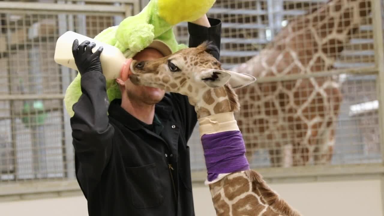 Baby Giraffe bottle feeding